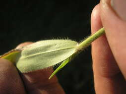 Image of Heller's Rosette Grass