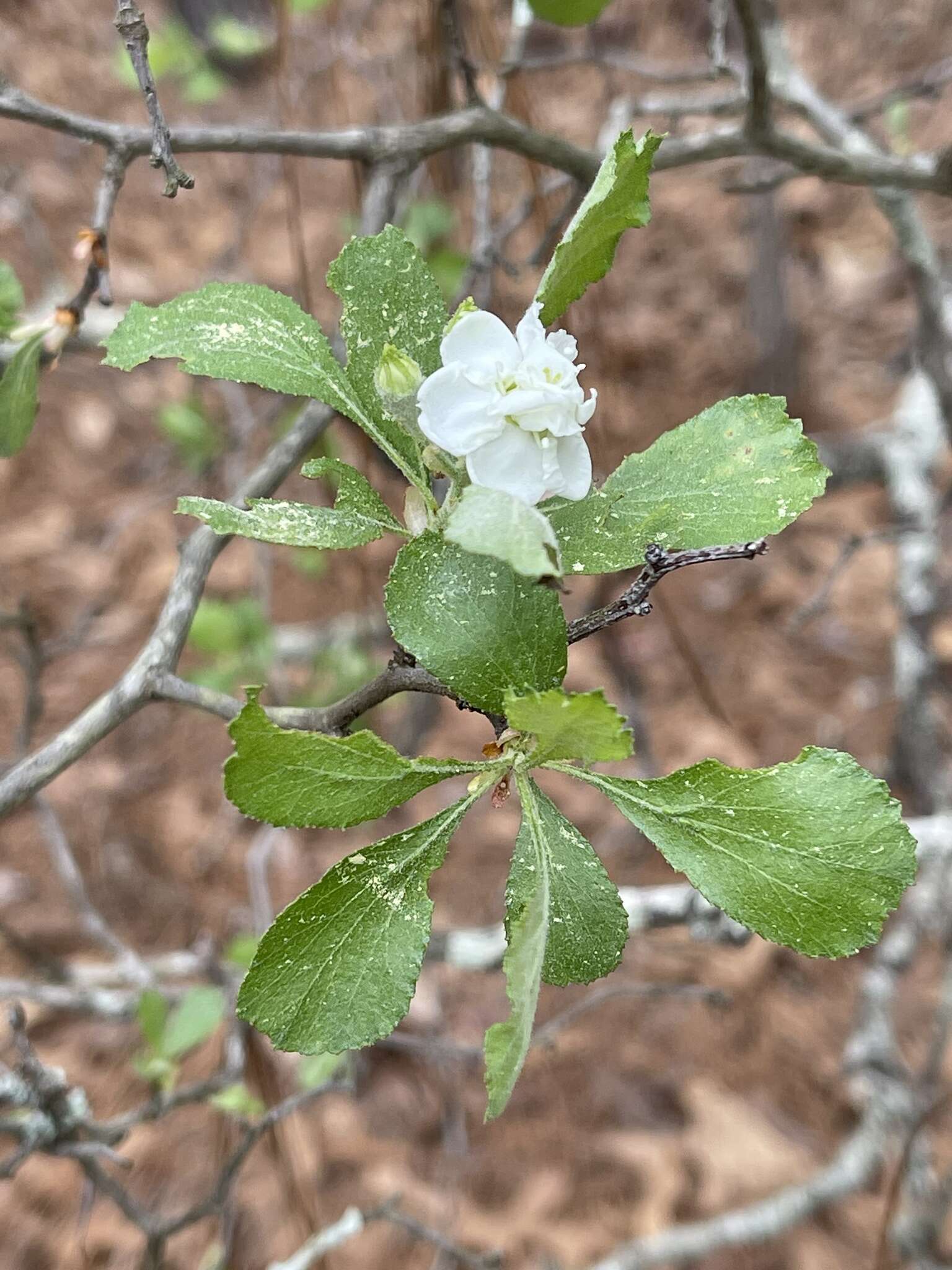 Imagem de Crataegus alabamensis Beadle