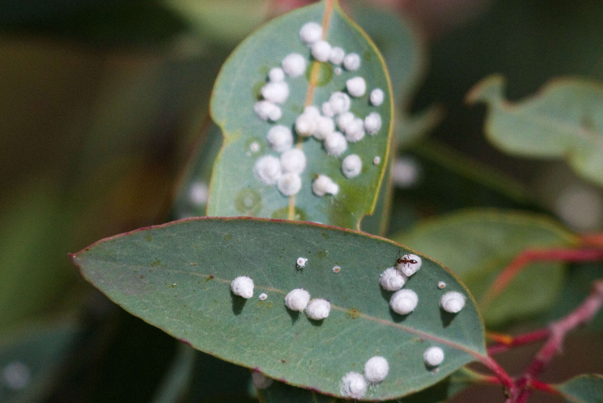 Image of Red gum lerp psyllid