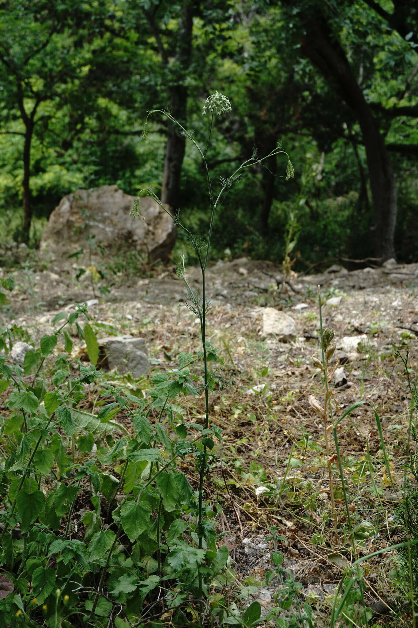 Imagem de Pimpinella peregrina L.