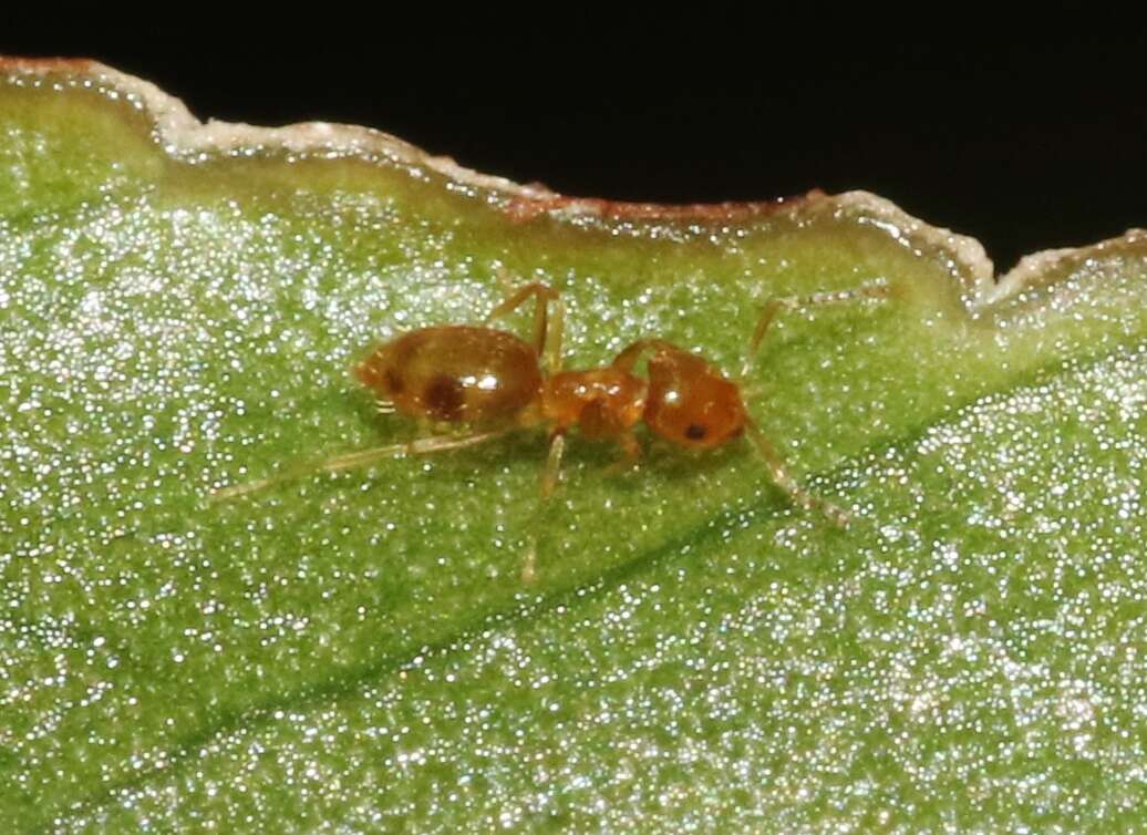 Image of Little yellow ant