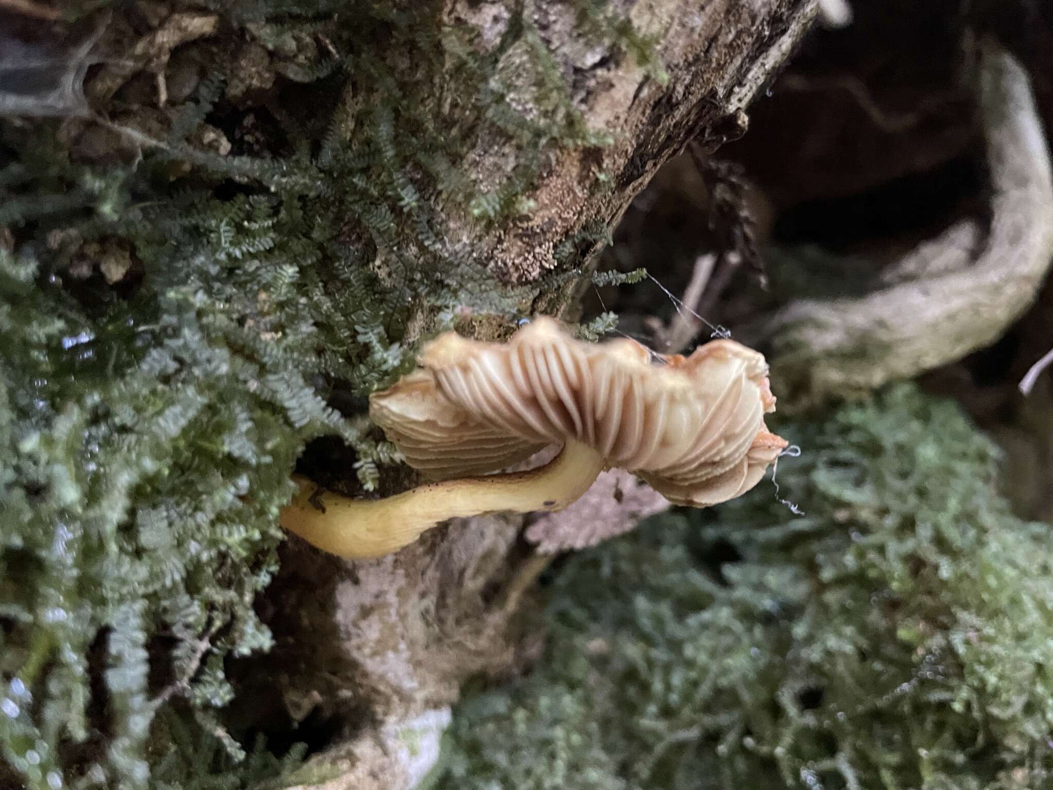 Image of Inocybe lutea Kobayasi & Hongo 1952