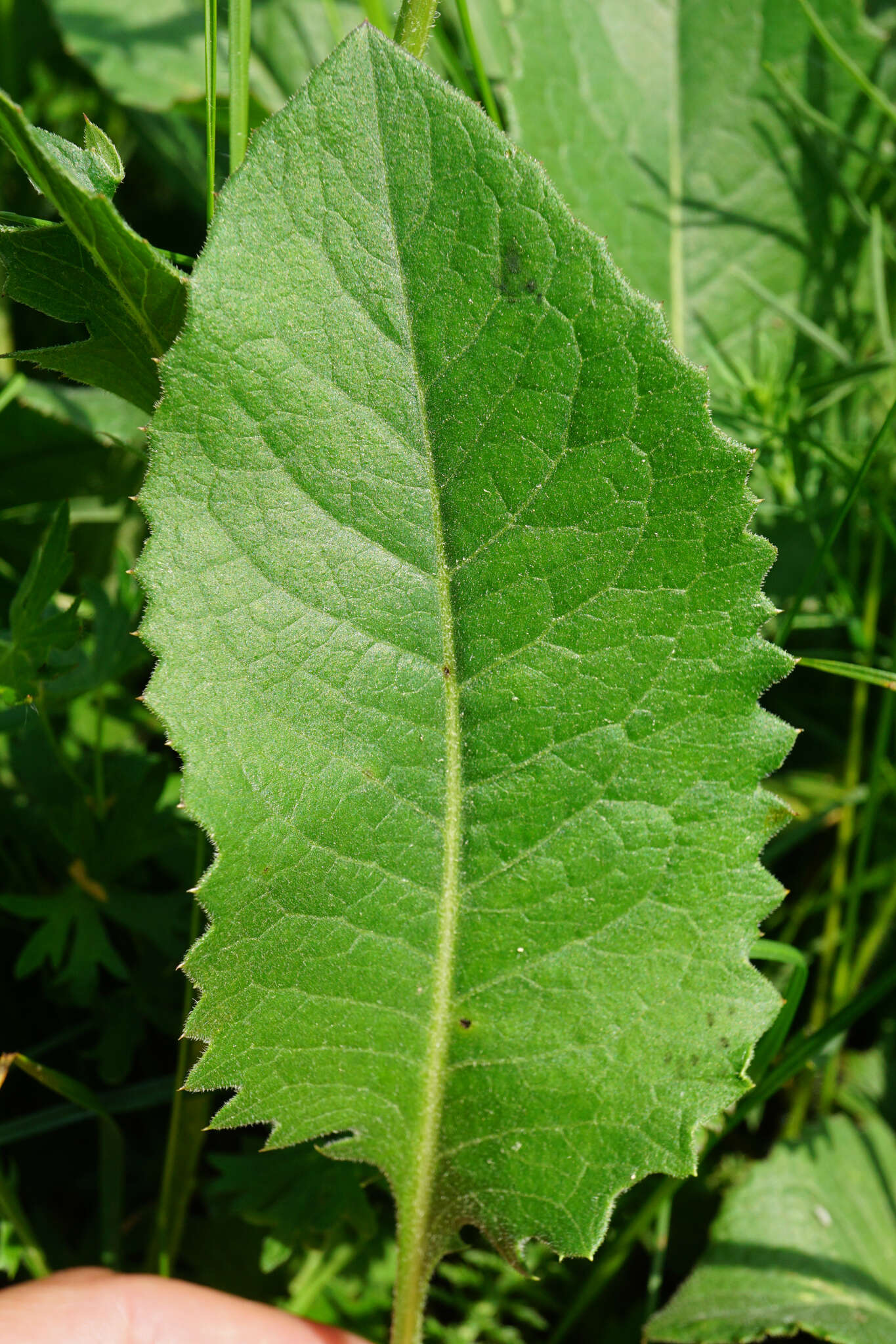 Image of Klasea lycopifolia (Vill.) A. & D. Löve