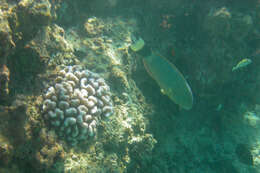 Image of Ballieu's wrasse