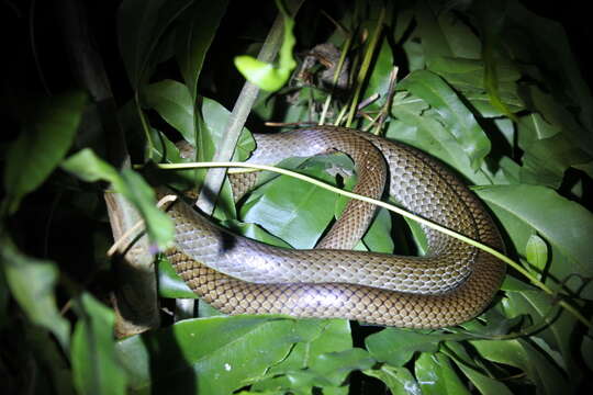 Image of Chinese Ratsnake