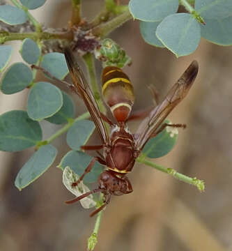 Image of Polistes africanus Pal. de Beauv.