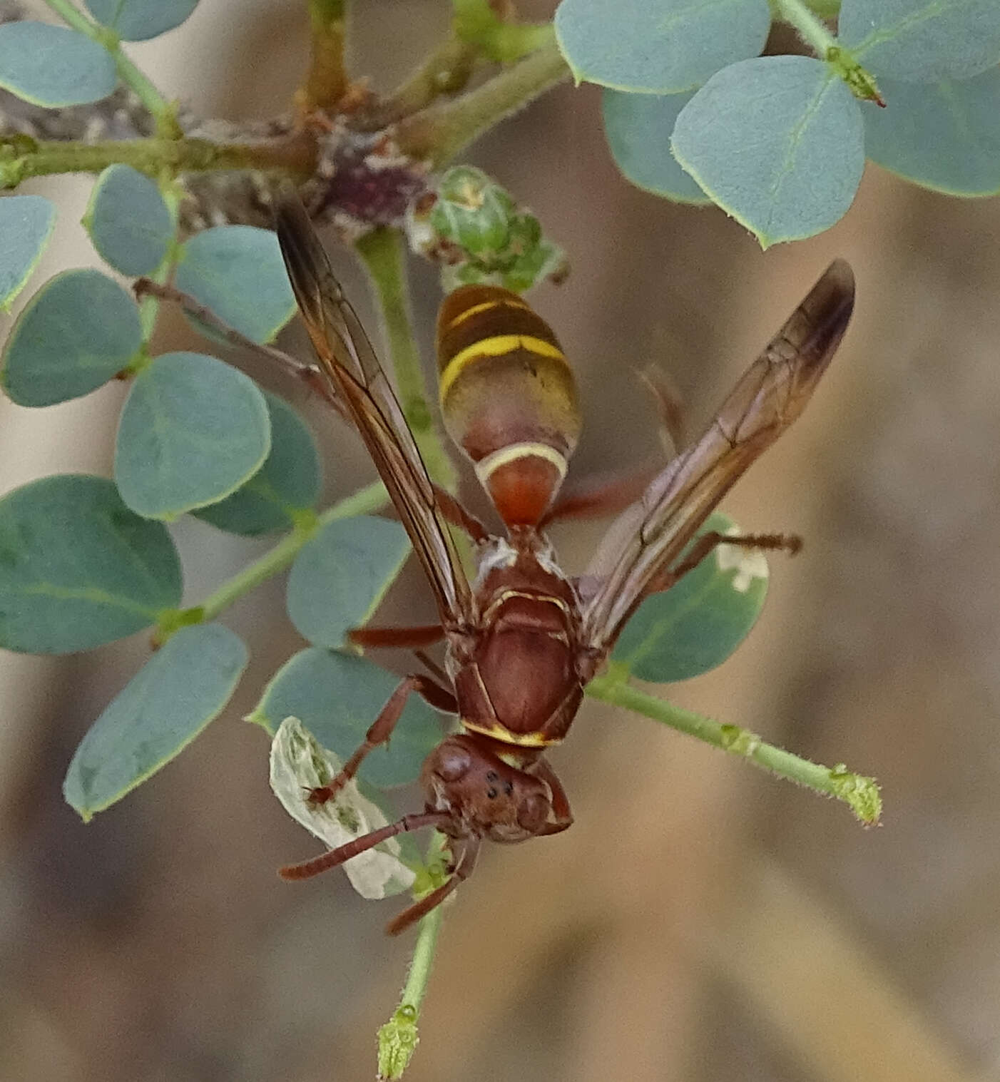 Image of Polistes africanus Pal. de Beauv.