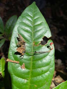 Ophiocordyceps australis (Speg.) G. H. Sung, J. M. Sung, Hywel-Jones & Spatafora 2007 resmi