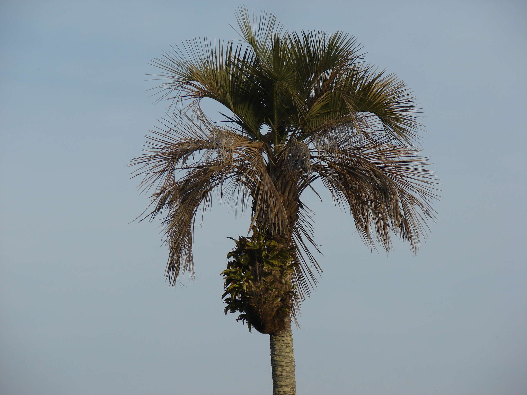 Image of Catasetum fimbriatum (C. Morren) Lindl.