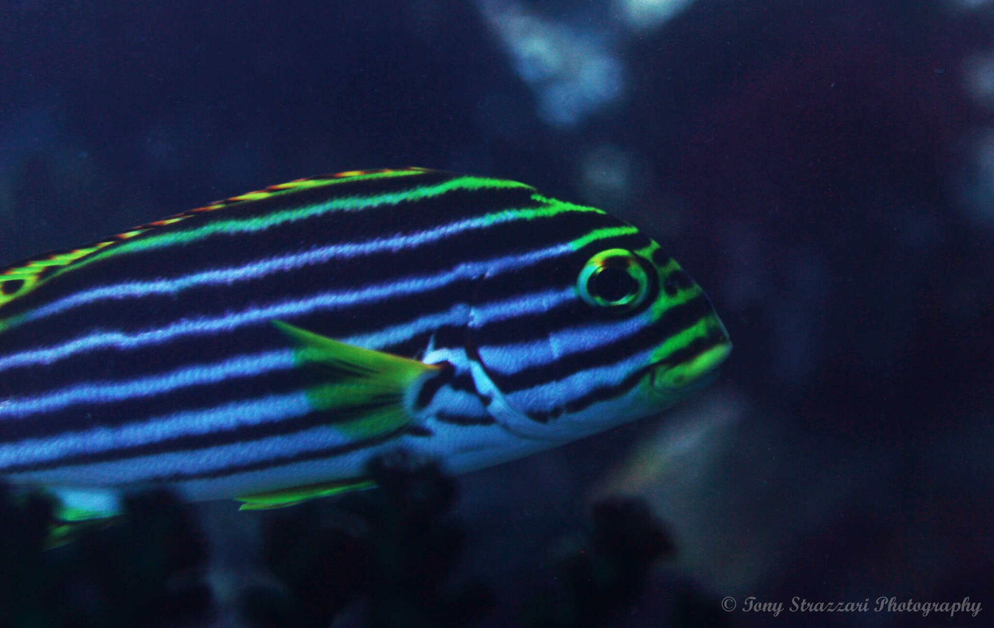 Image of Indian Ocean oriental sweetlips