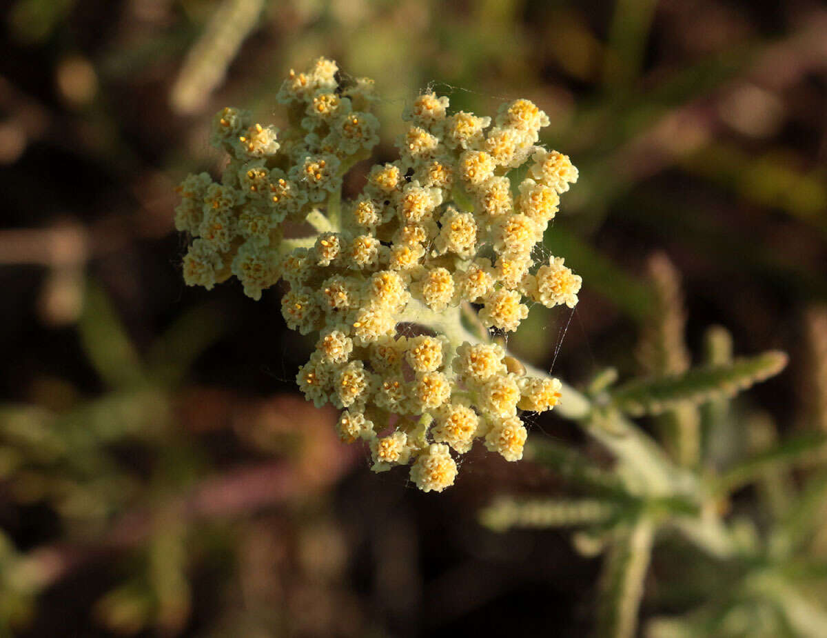 Image of Achillea submicrantha N. N. Tzvel.