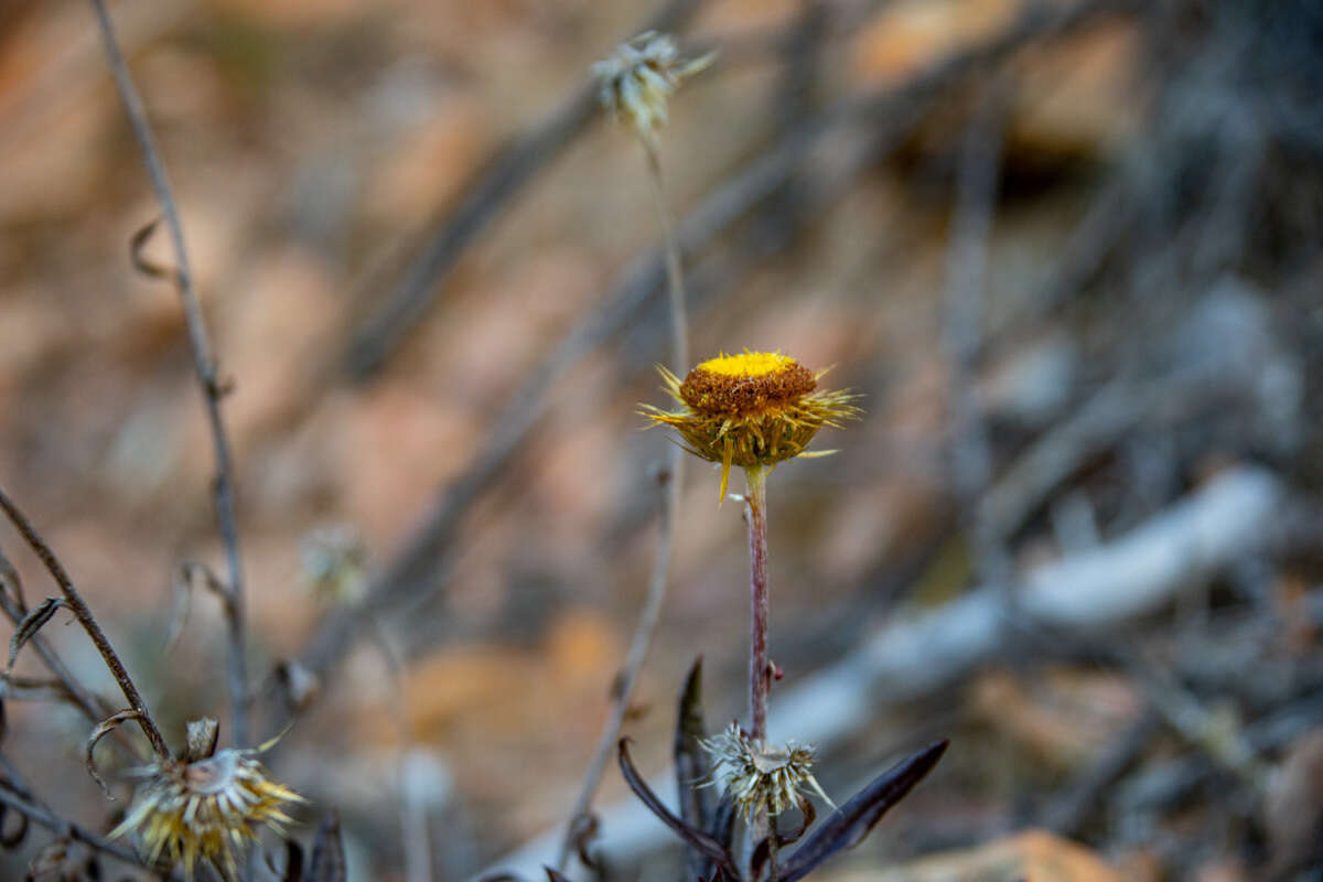 Image of Coronidium oxylepis subsp. lanatum Paul G. Wilson