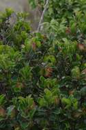 Image of Diospyros scabrida (Harv. ex Hiern) De Winter