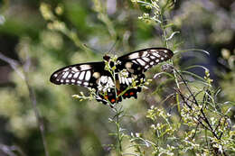 Слика од Papilio anactus Macleay 1826