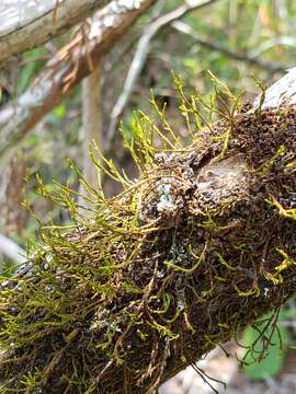 Image of cryphaea moss