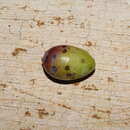 Image of Olive scale