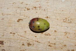 Image of Olive scale