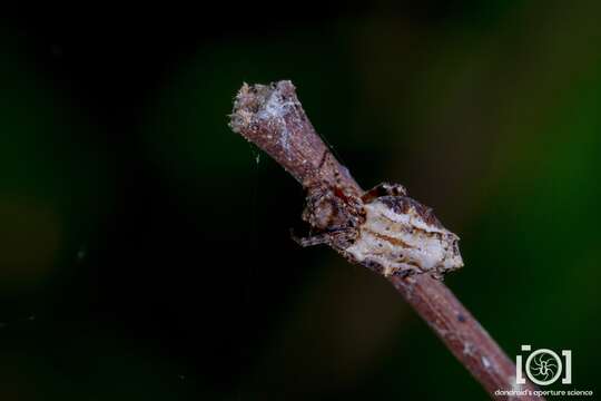 Imagem de Wagneriana tauricornis (O. Pickard-Cambridge 1889)