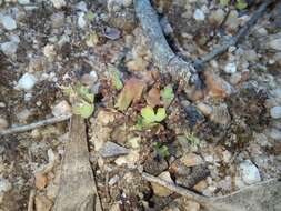 Imagem de Hydrocotyle callicarpa Bunge