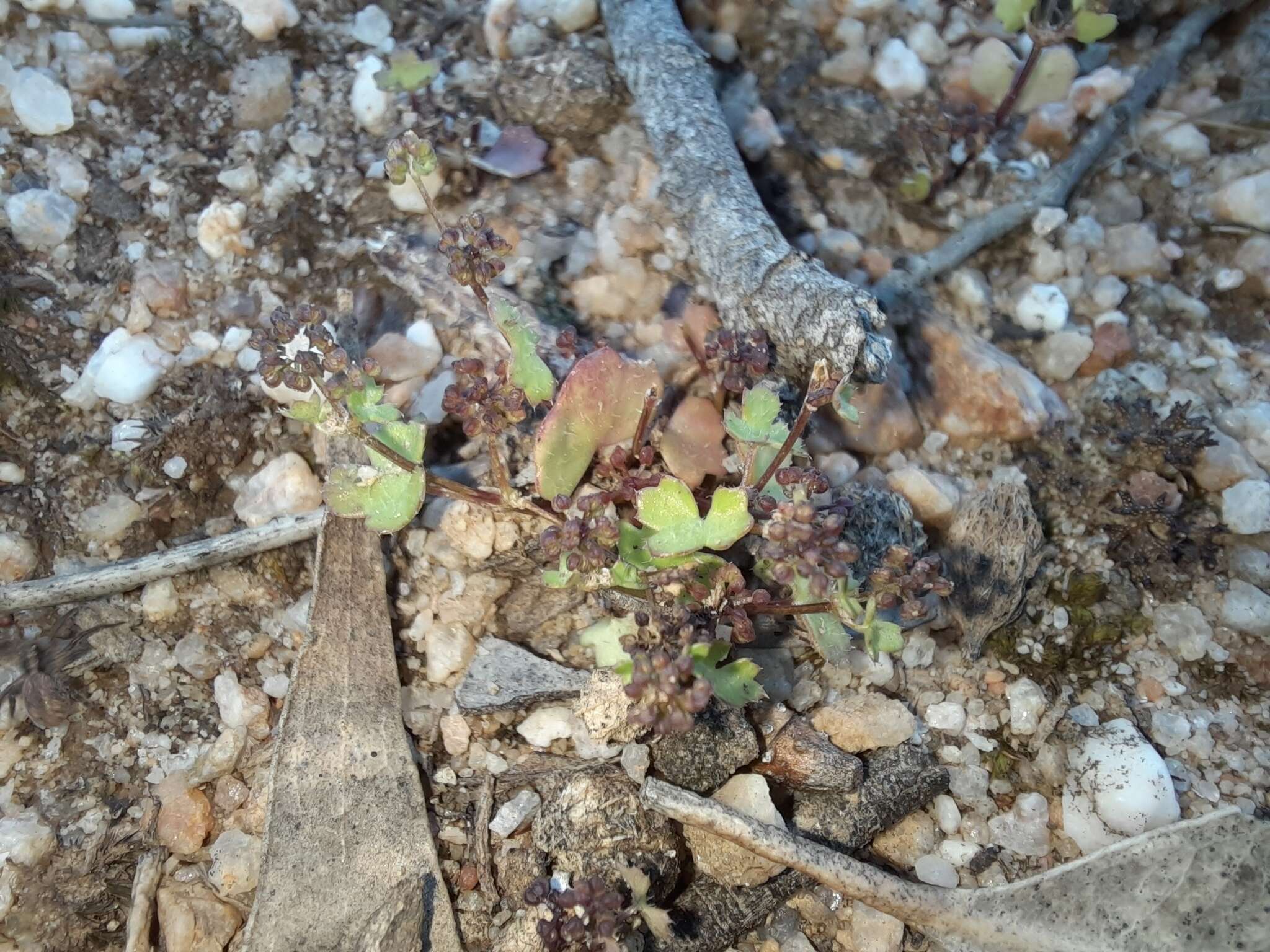 Image of Hydrocotyle callicarpa Bunge