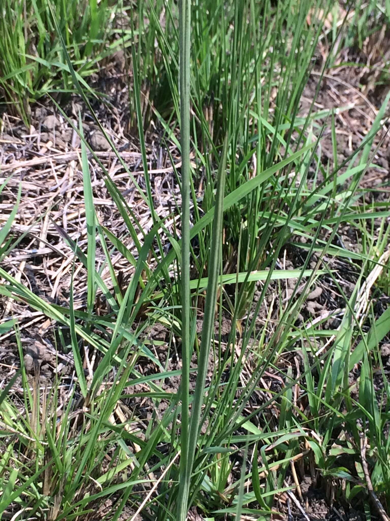 Imagem de Gladiolus longicollis subsp. platypetalus (Baker) Goldblatt & J. C. Manning