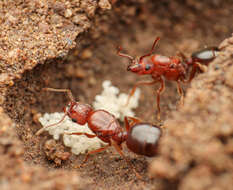 Pheidole crassicornis Emery 1895 resmi