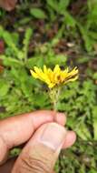 Image of Taraxacum formosanum Kitam.