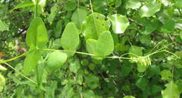 Imagem de Vicia pisiformis L.