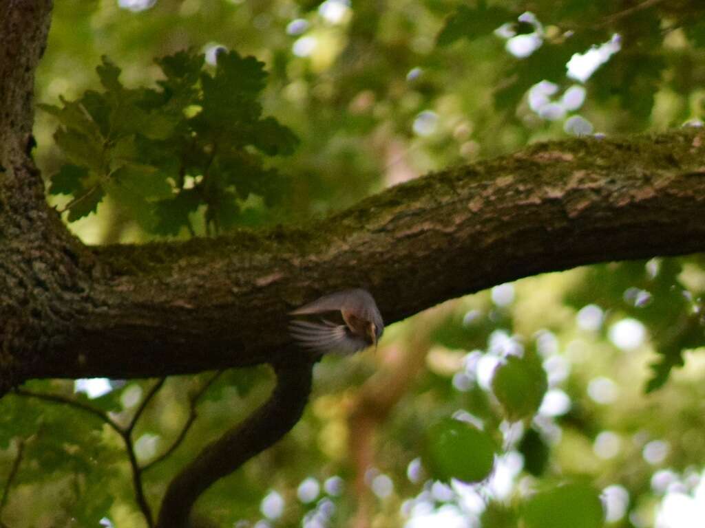 Image of Eurasian Nuthatch