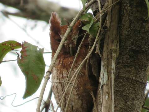 Image of Guatemalan Screech-owl