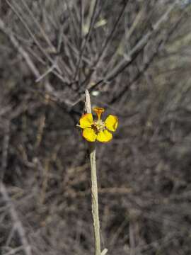 Image of Tricomaria usillo Hook. & Arn.