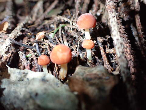 Image of Marasmius croceus G. Stev. 1964