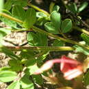 Image of Indigofera woodii Bolus