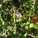Imagem de Solanum erythracanthum Boj. ex Dun.