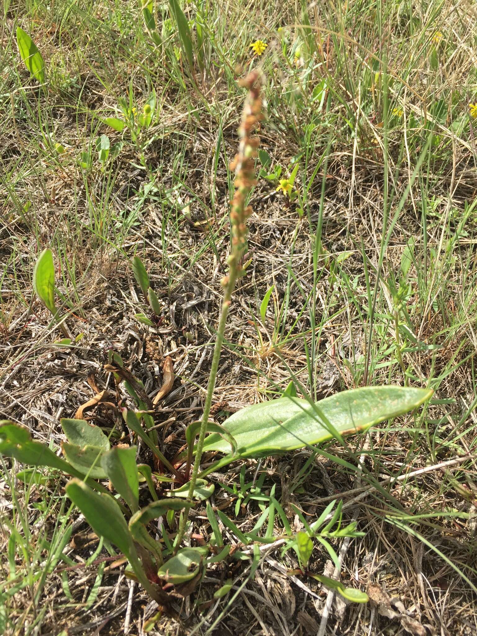 Image of redwool plantain