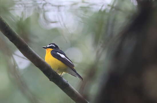 Image de Gobemouche à croupion jaune