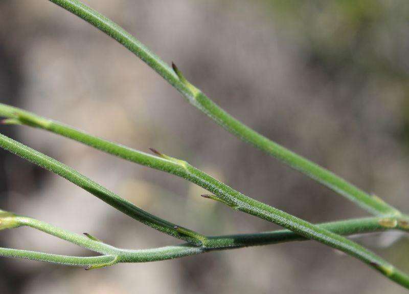 Image of Menodora juncea Harv.