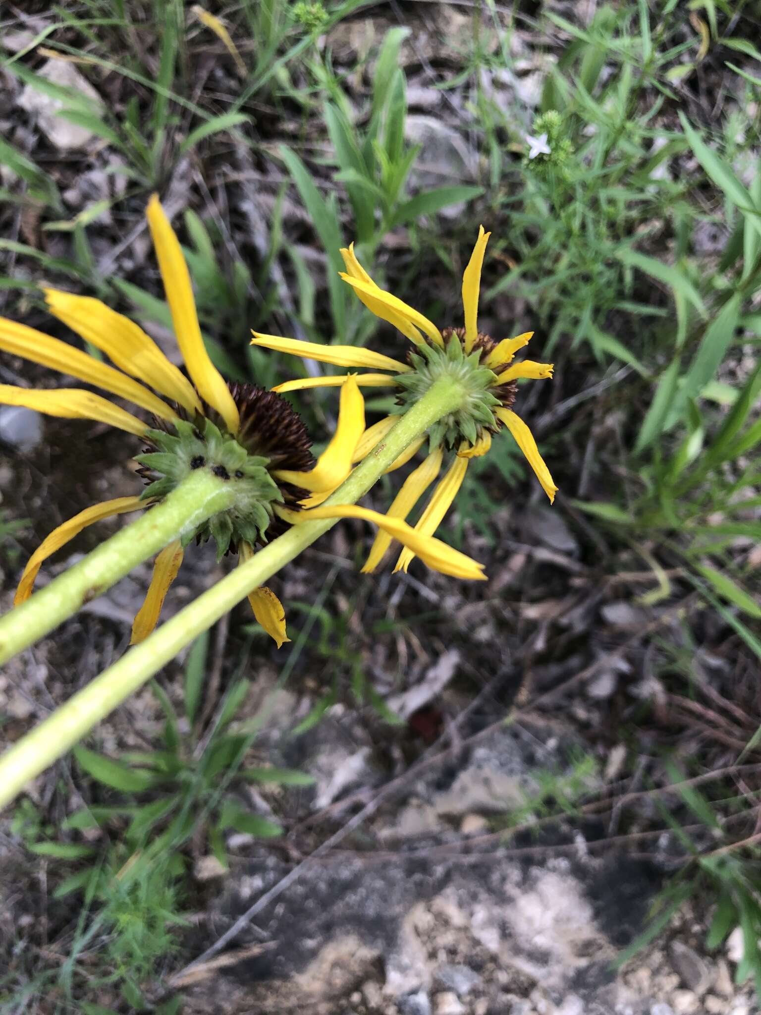 Image of Bush's purple coneflower