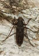 Image of Kulsi teak borer