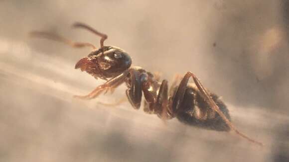 Image of Small black ant