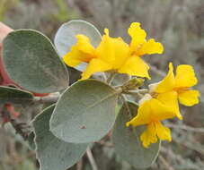 Stirtonanthus taylorianus (L. Bolus) B.-E. van Wyk & A. L. Schutte的圖片