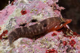 Image of New Zealand urchin clingfish