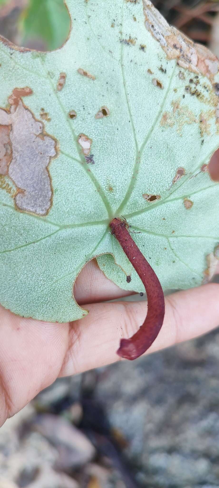 Image of Begonia jaliscana Burt-Utley