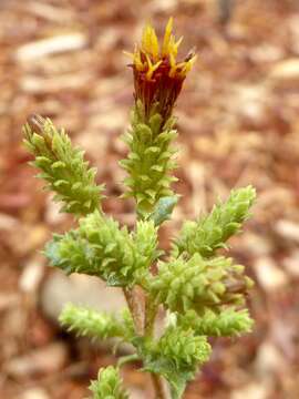 Image of sawtooth goldenbush