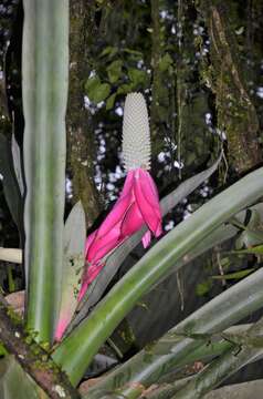 Image of Aechmea mariae-reginae H. Wendl.