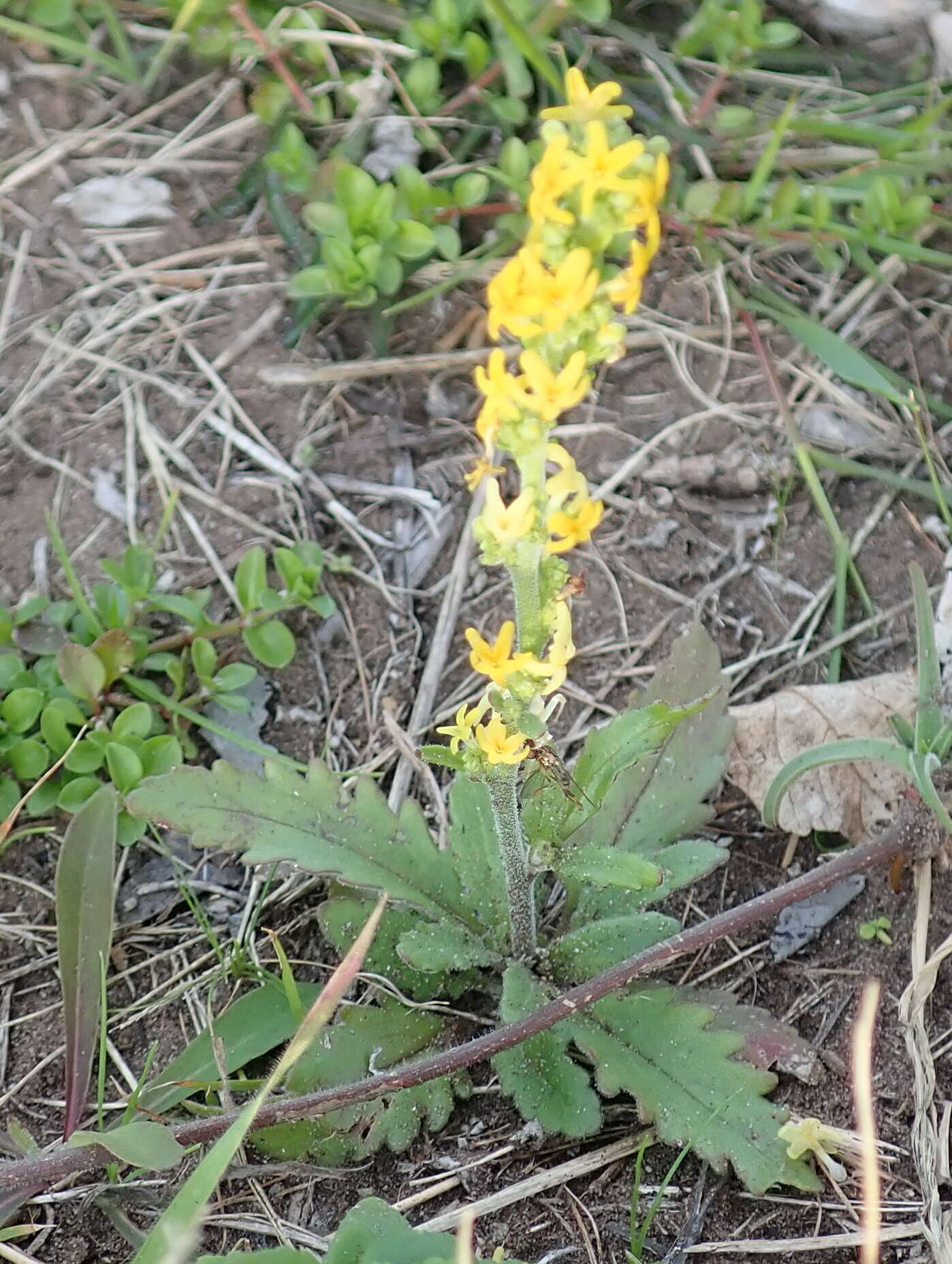 Image of Manulea cheiranthus (L.) L.