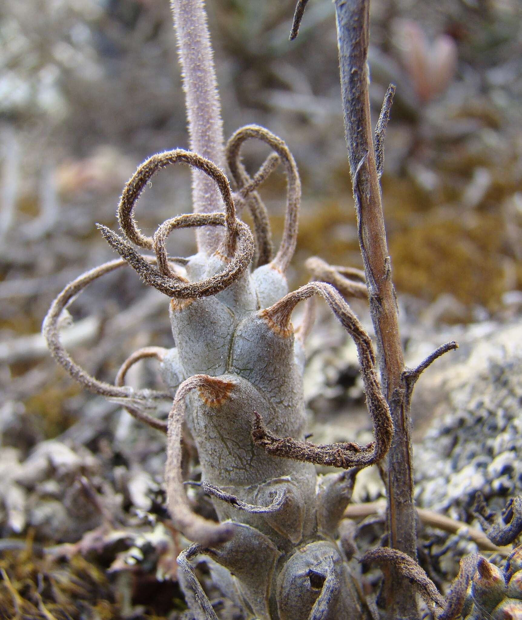 Image of Tylecodon ventricosus (Burm. fil.) H. Tölken