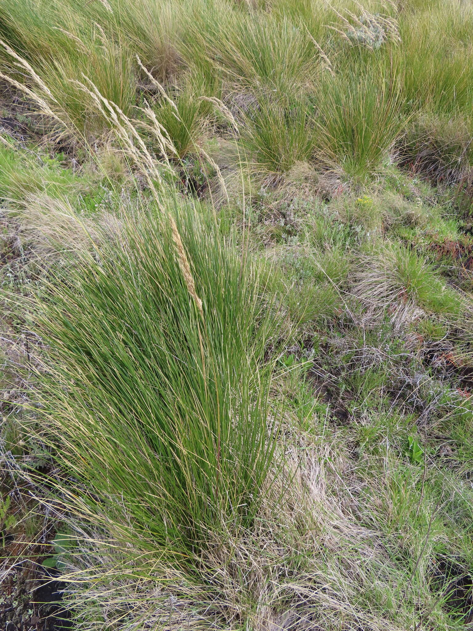 Image of Berg Wire Grass