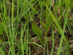 Image of Valeriana simplicifolia (Rchb.) Kabath