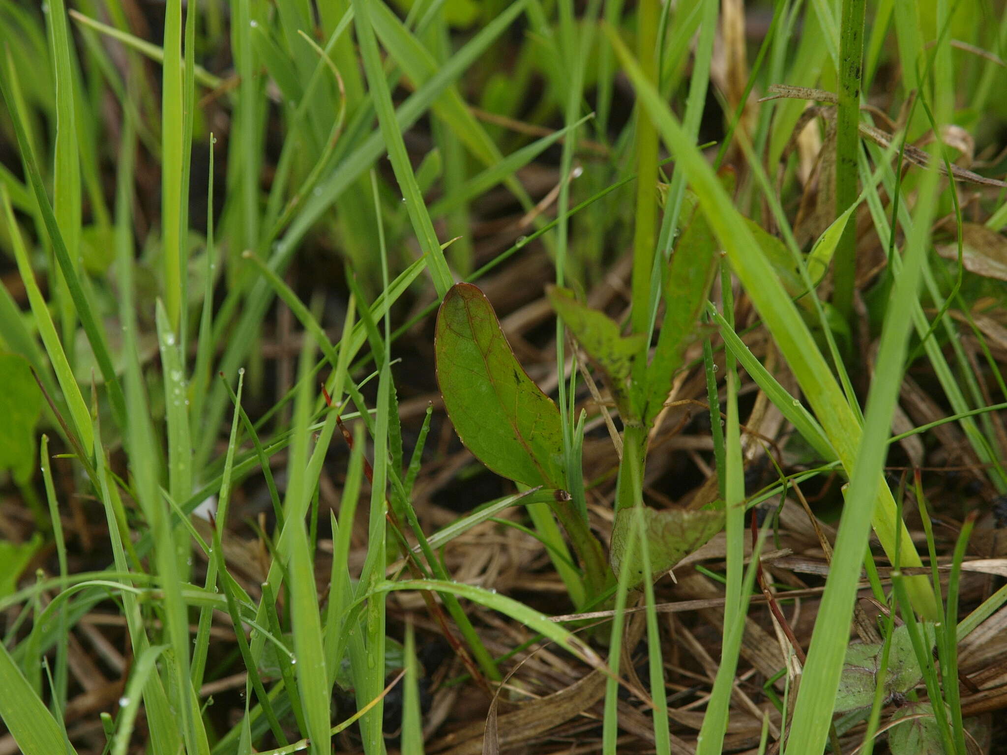 Image de Valeriana simplicifolia (Rchb.) Kabath